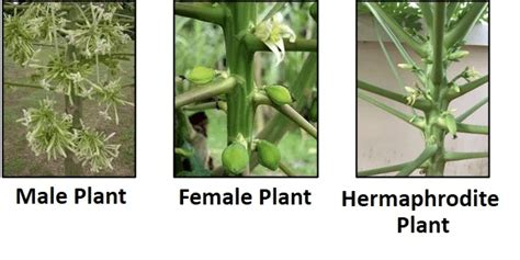 hermaphrodite plants examples.